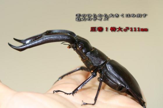 �ޥ�ǥ��֥�ꥹ�������ꥹ�ȸ������ƥ磻���(���Ϻν�����)