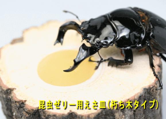 純金製（K24）製 鋸鍬形（ノコギリクワガタ）＆ 兜虫