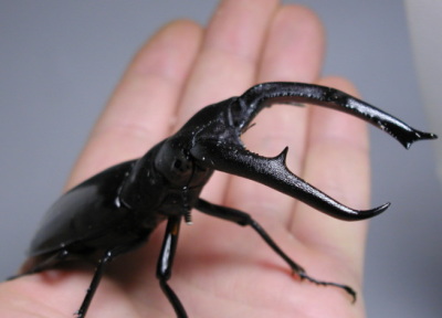 �}���f�B�u�����X