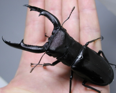 �}���f�B�u�����X